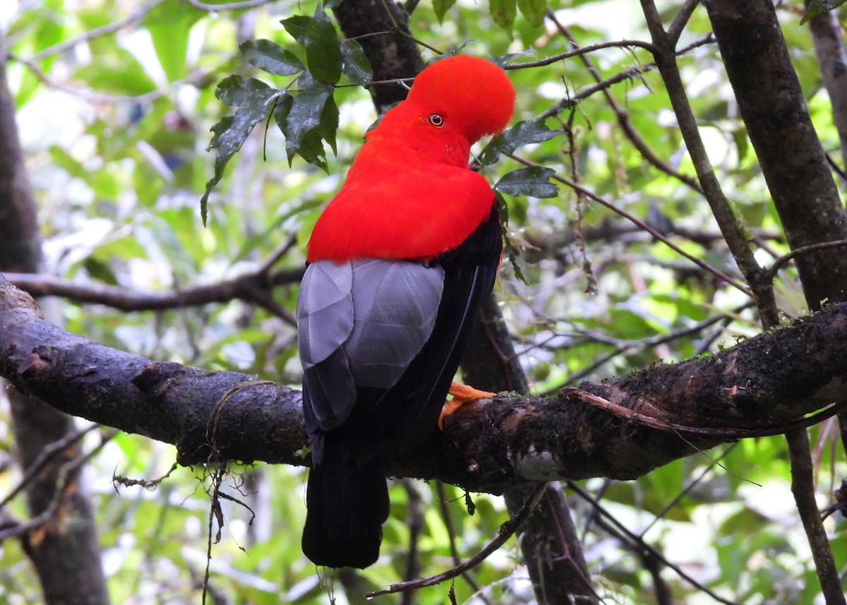 Andean Cock-of-the-rock - ML646999328