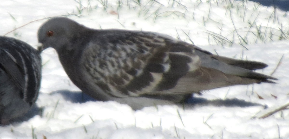 יונת בית - ML646999331