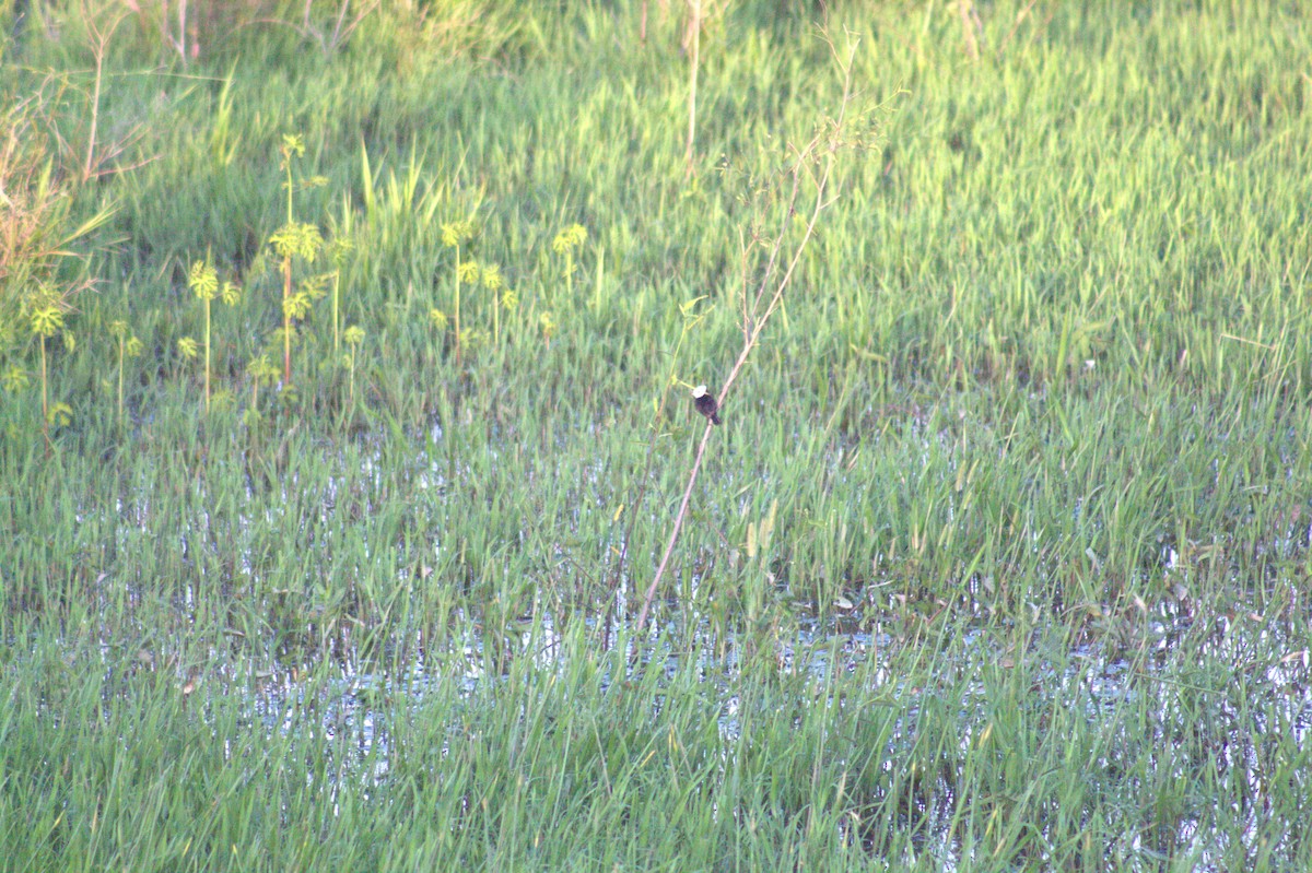 White-headed Marsh Tyrant - ML646999334