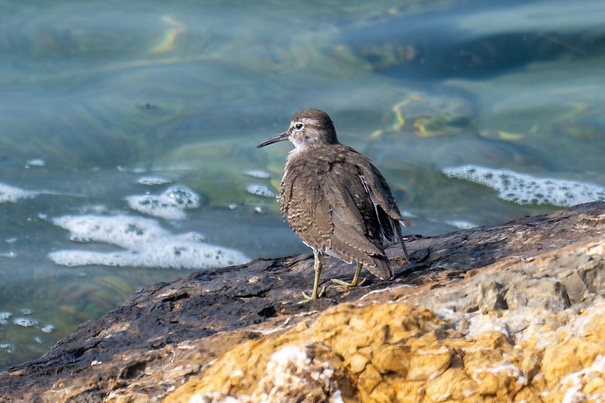 Common Sandpiper - ML646999346