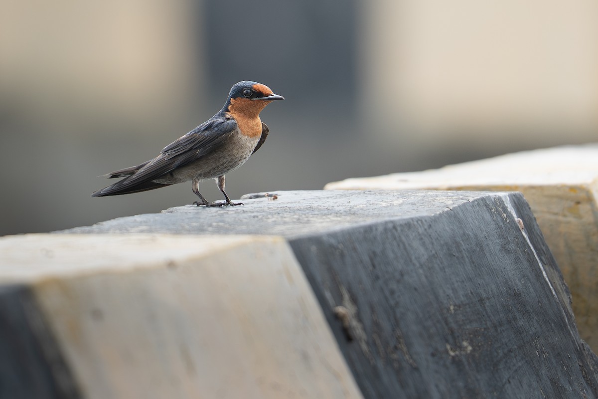 Pacific Swallow - ML646999347