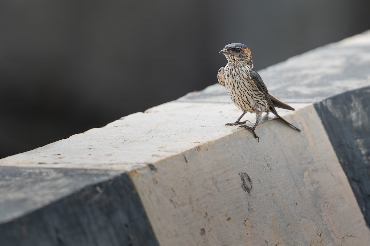 Eastern Red-rumped Swallow (Striated) - ML646999358