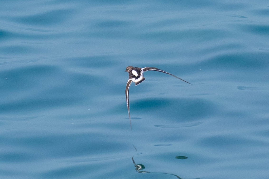 Ruddy Turnstone - ML646999359