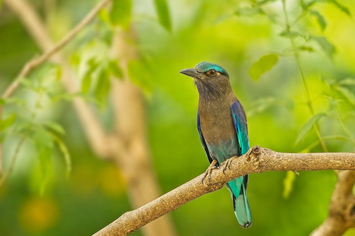 Сиворакша індокитайська - ML646999360