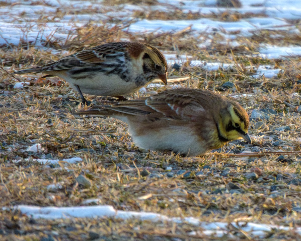Лапландский подорожник - ML646999361