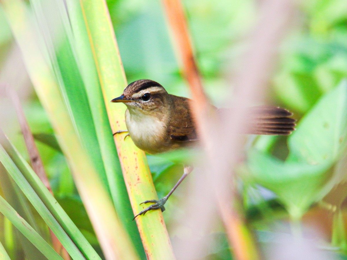 Rousserolle de Schrenck - ML646999366