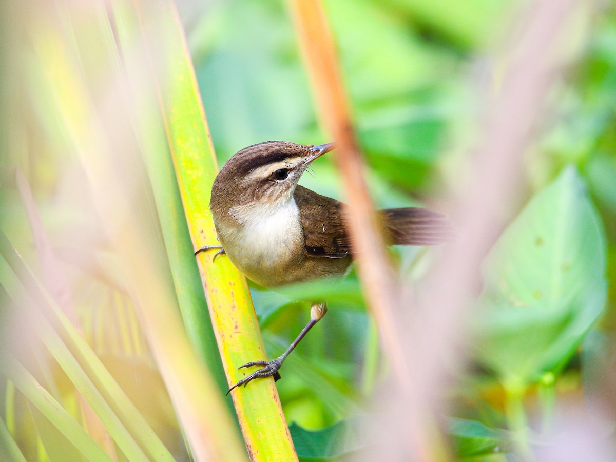 Rousserolle de Schrenck - ML646999367