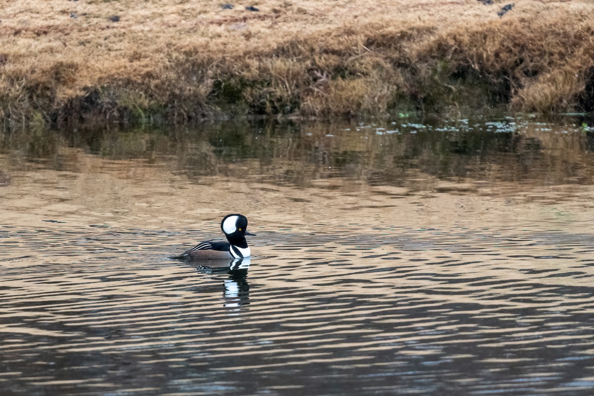 Hooded Merganser - ML646999382