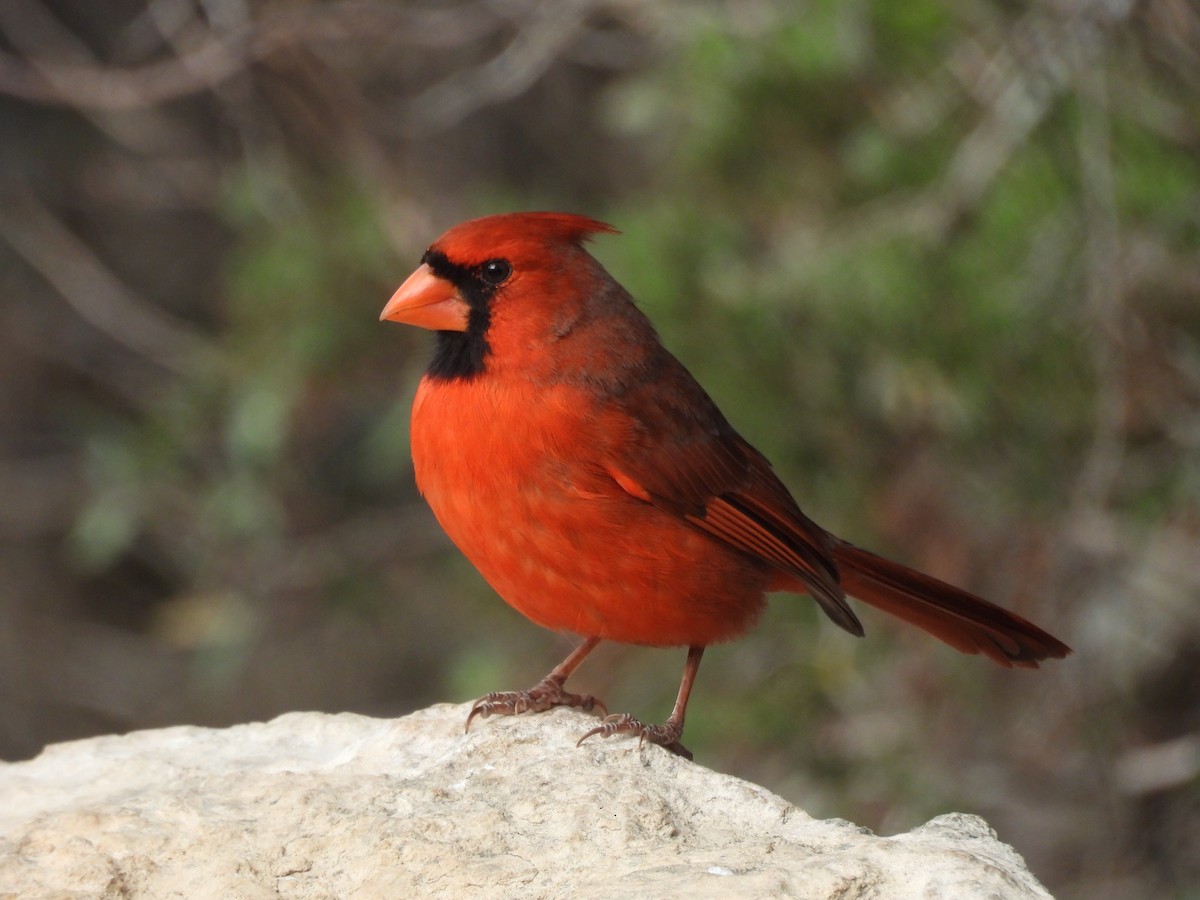 kardinál červený - ML646999383