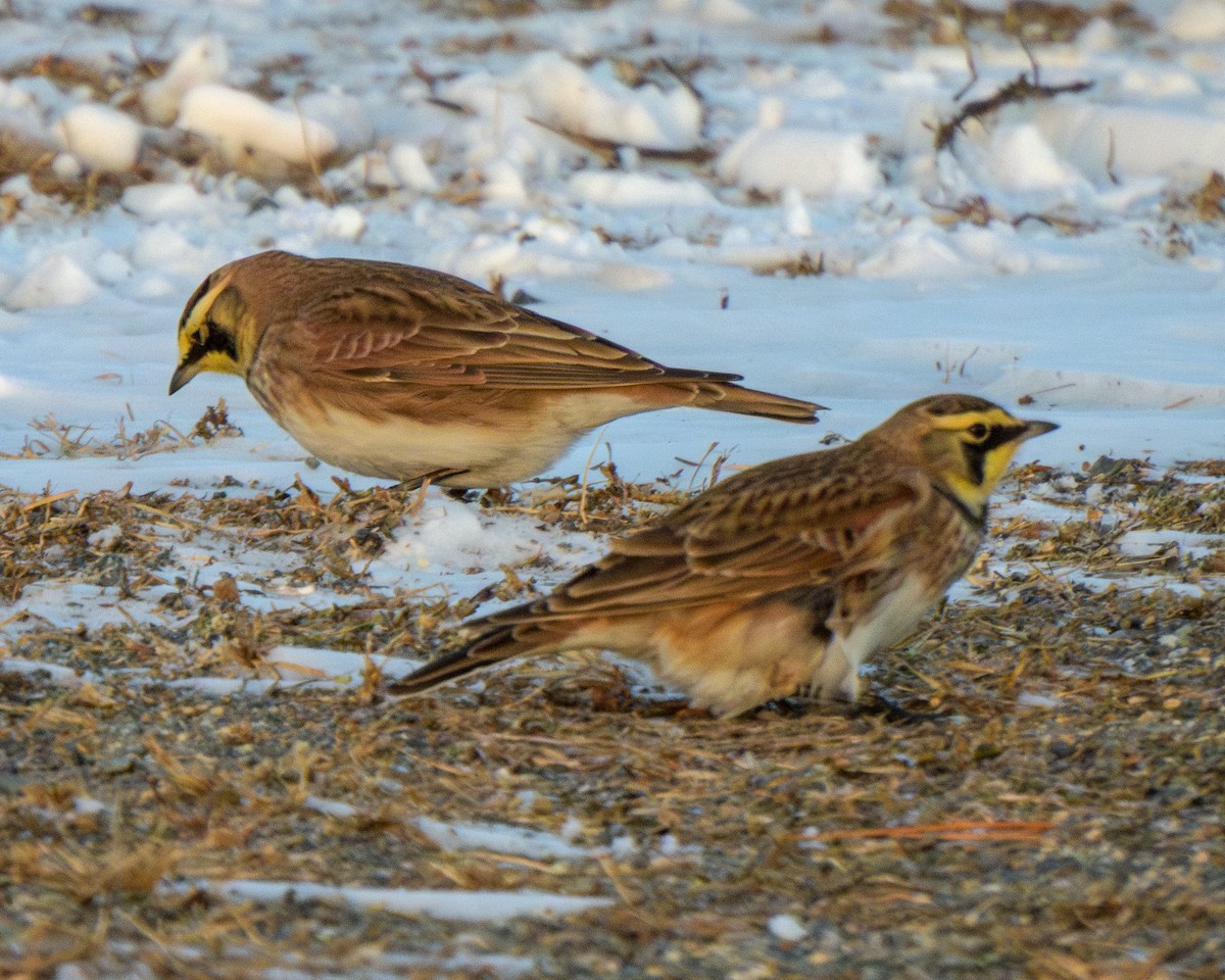 Рогатый жаворонок - ML646999384