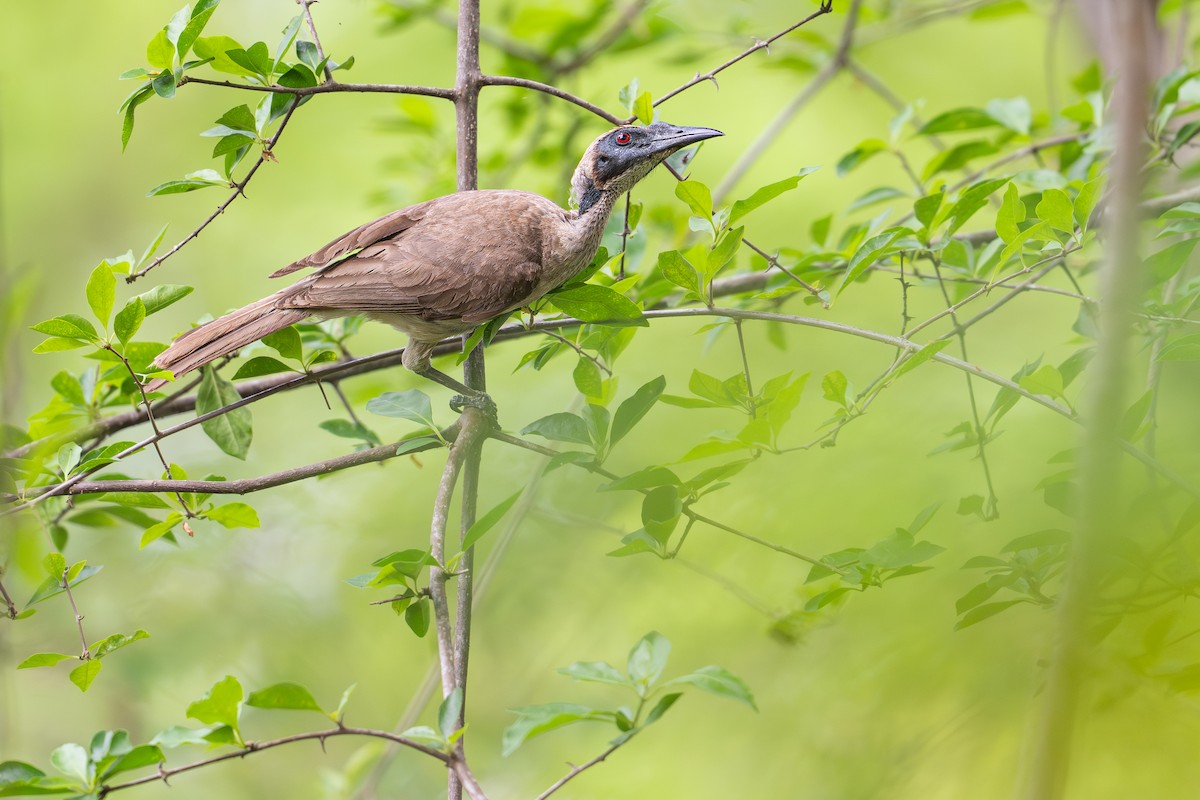 Polochion casqué (buceroides/neglectus) - ML646999388