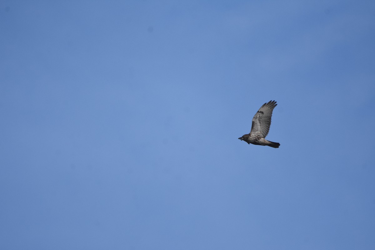 Red-tailed Hawk (borealis) - ML646999389
