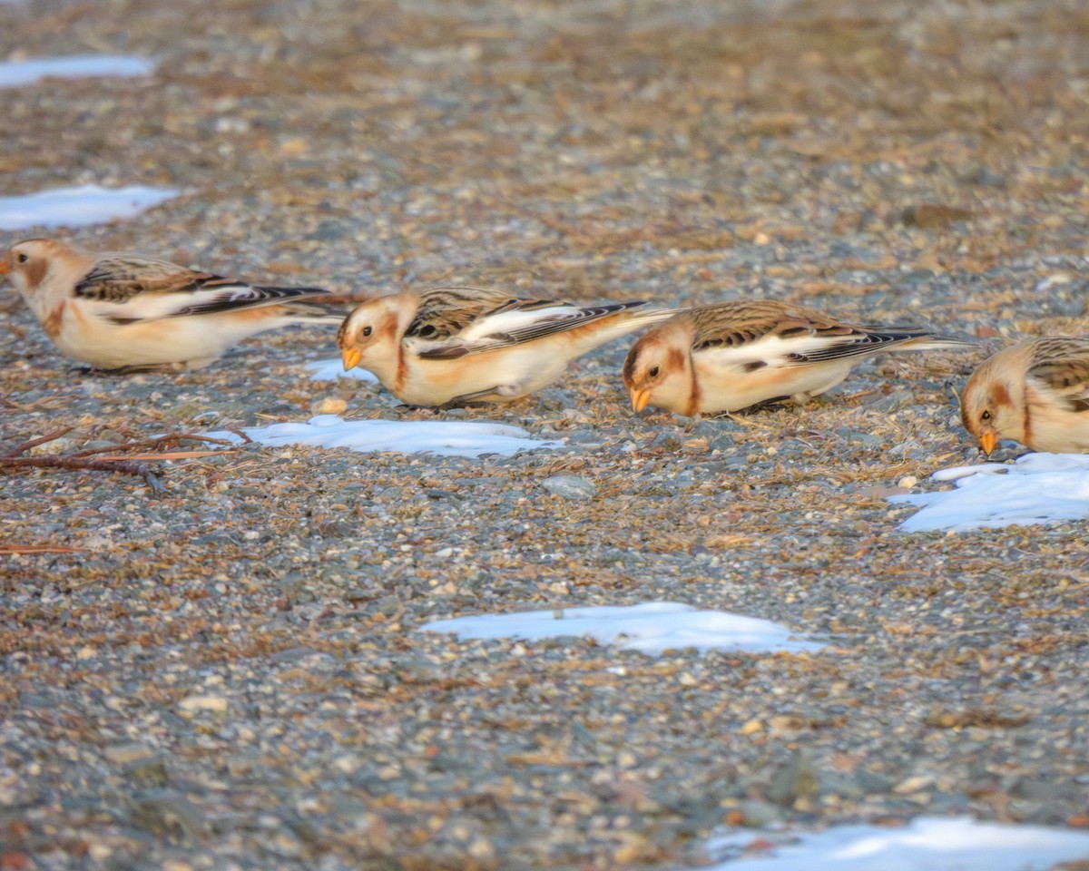 Пуночка - ML646999391