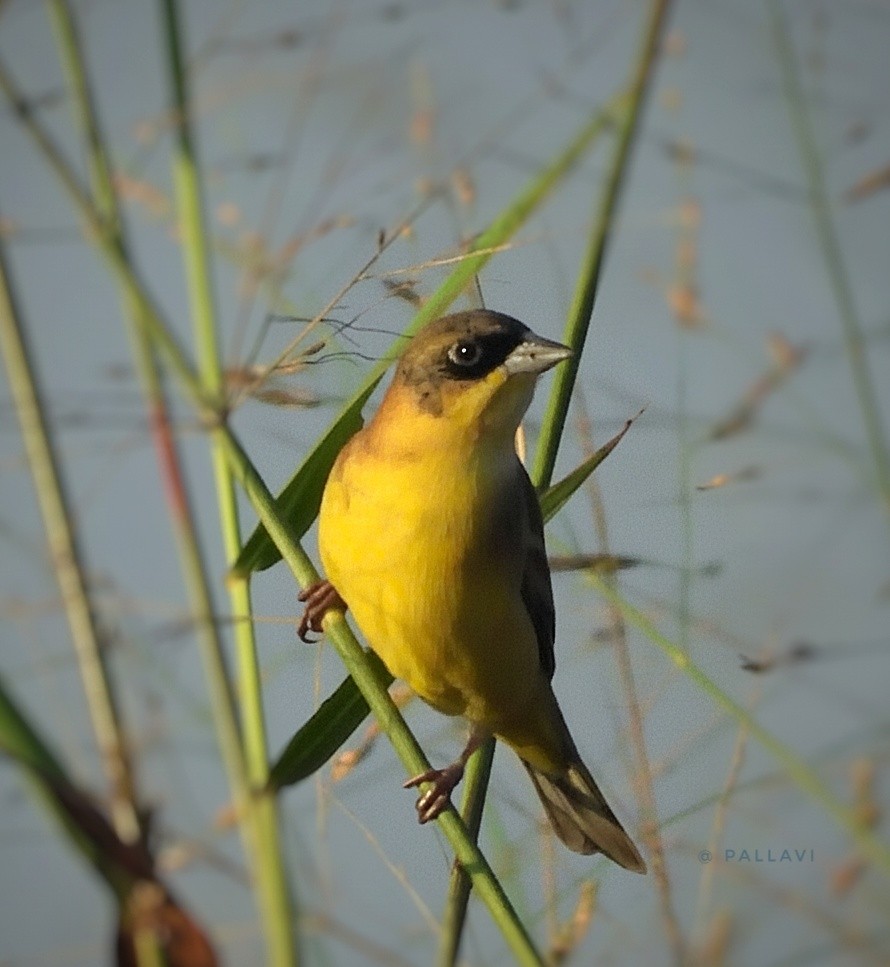 Вівсянка чорноголова - ML646999394