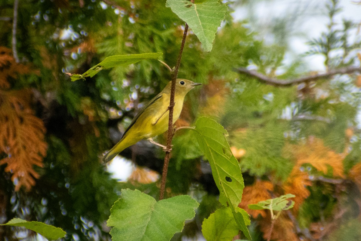 Northern Yellow Warbler - ML646999395