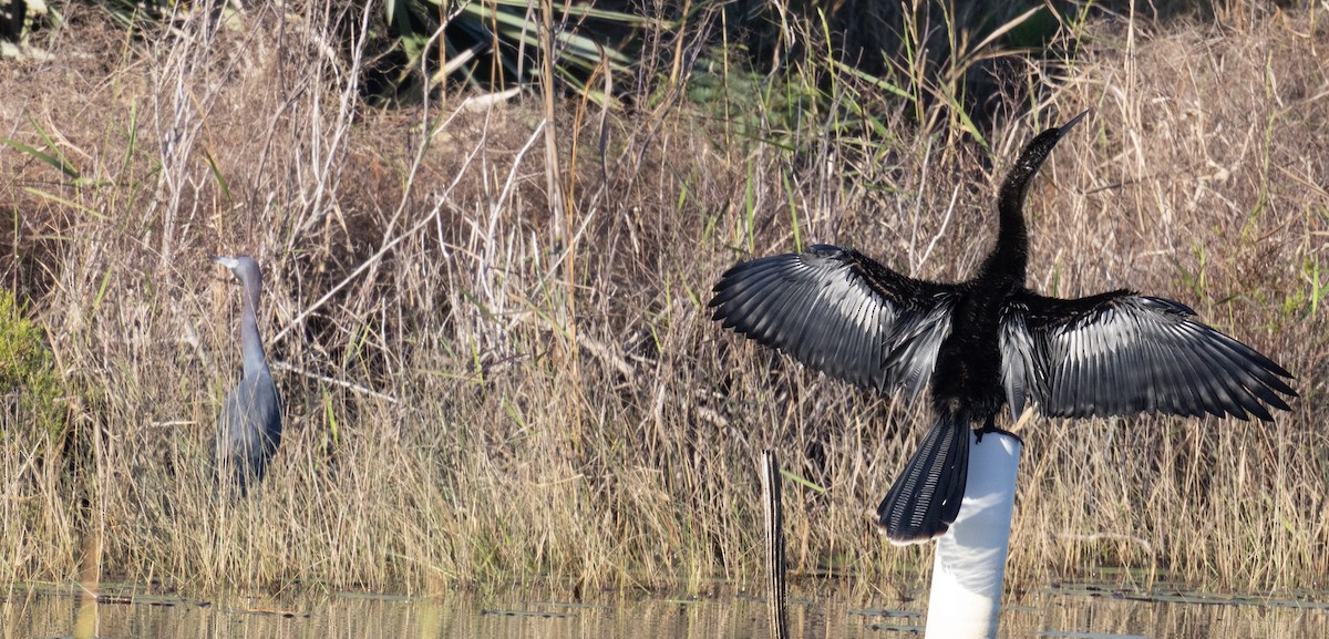 Anhinga - ML646999396