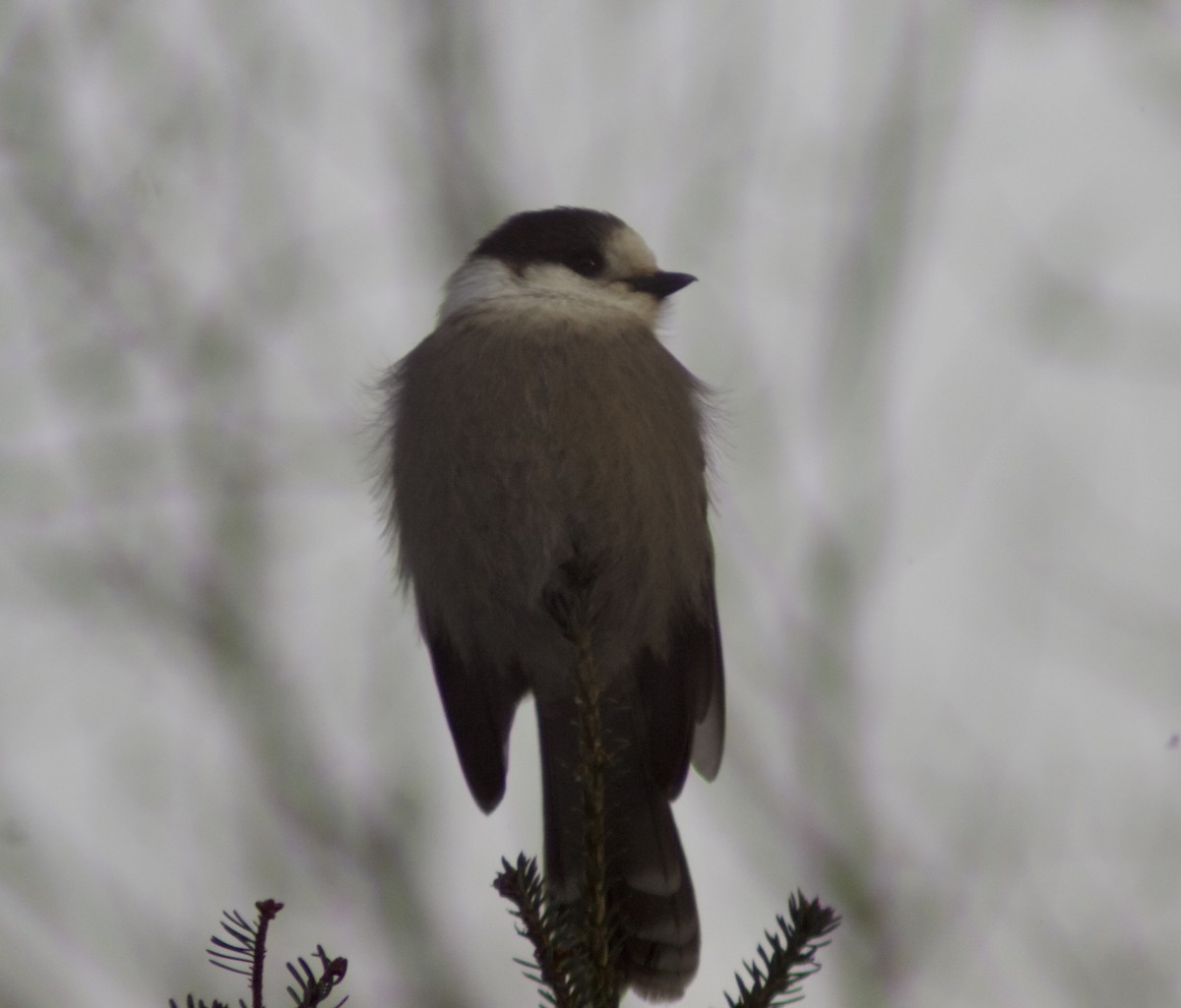 Canada Jay - ML646999398