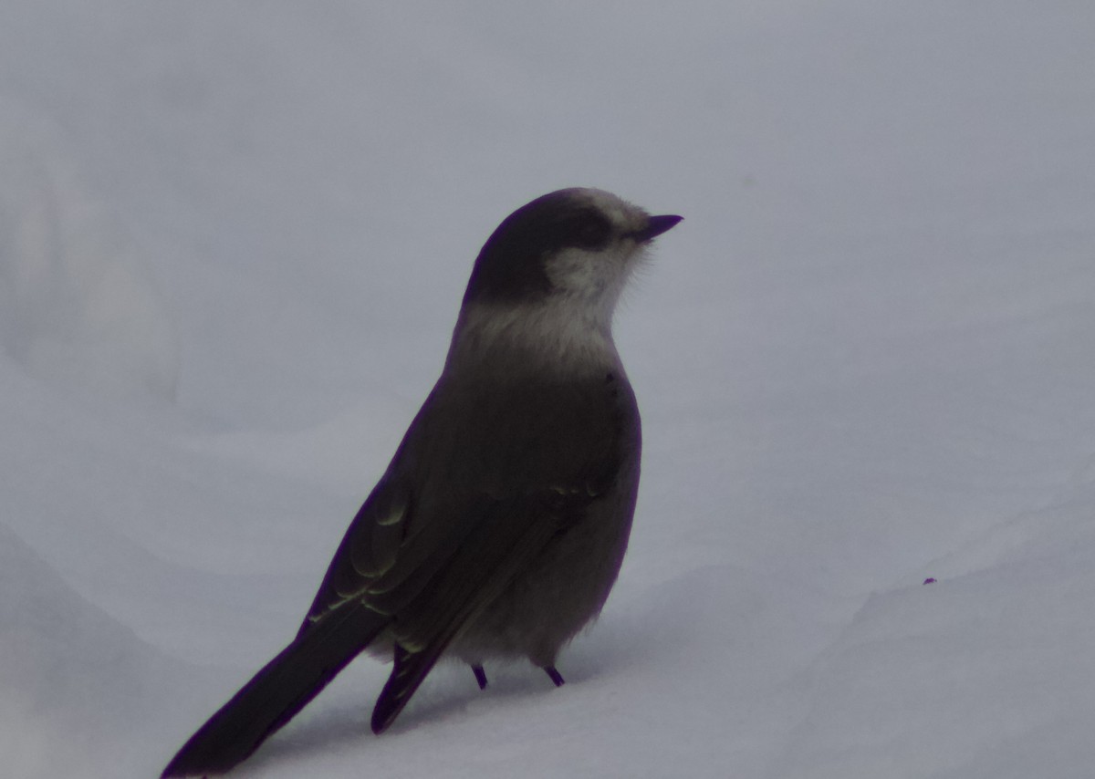 Canada Jay - ML646999399