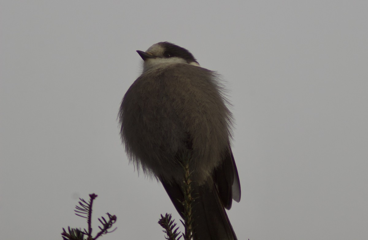 Canada Jay - ML646999400