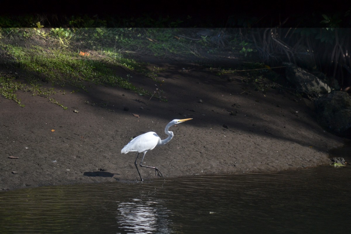 Grande Aigrette - ML646999401