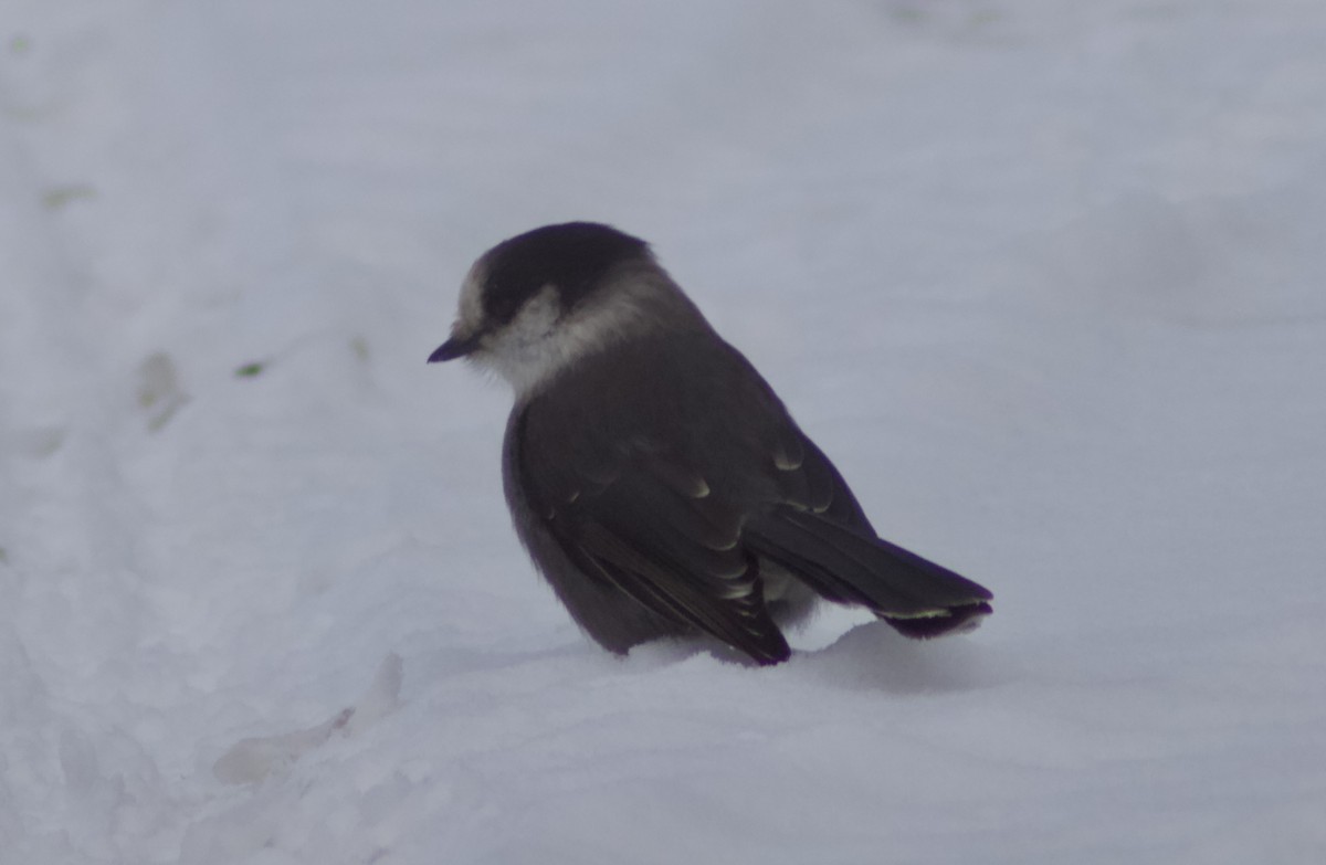 Mésangeai du Canada - ML646999402