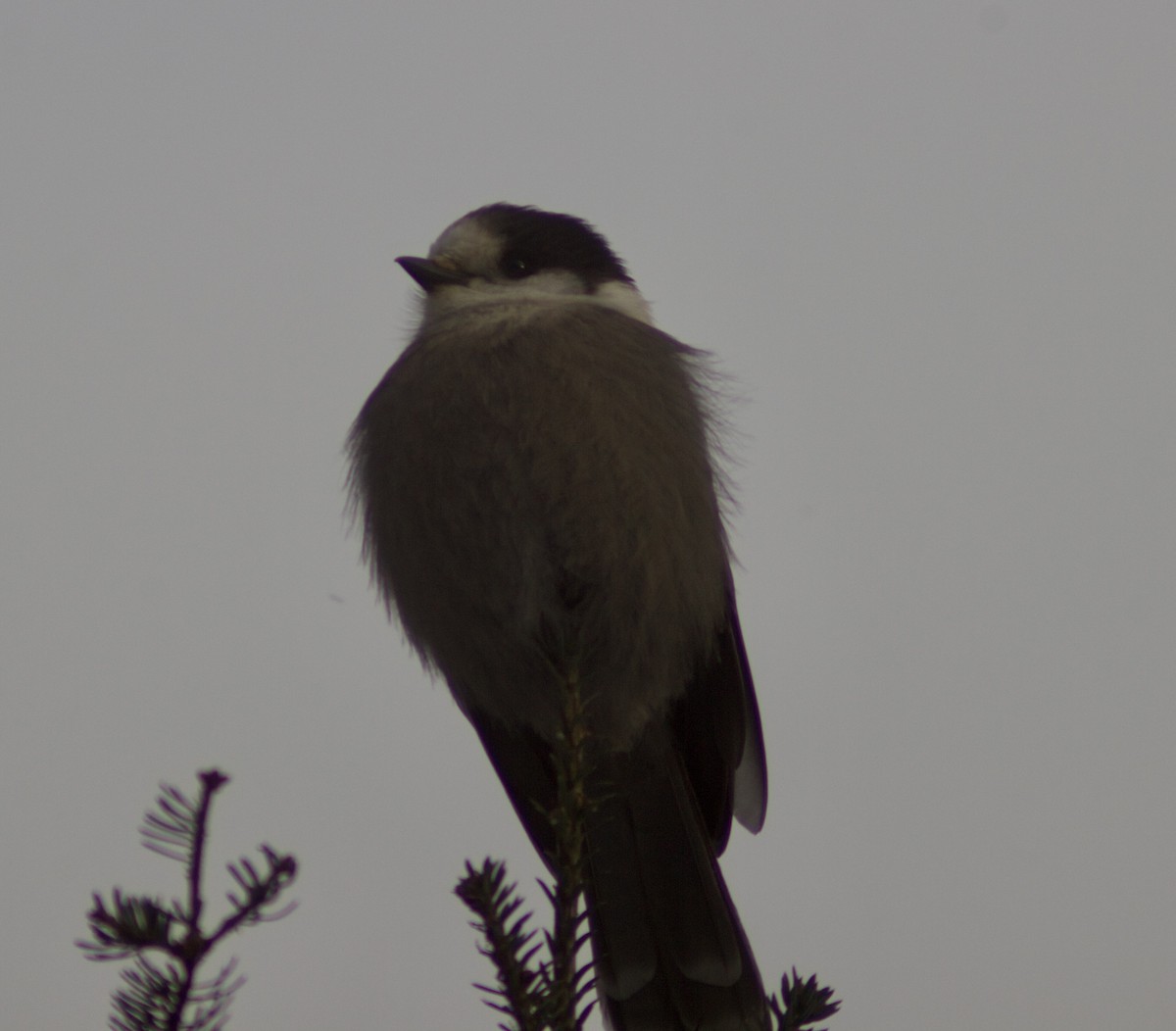 Mésangeai du Canada - ML646999403