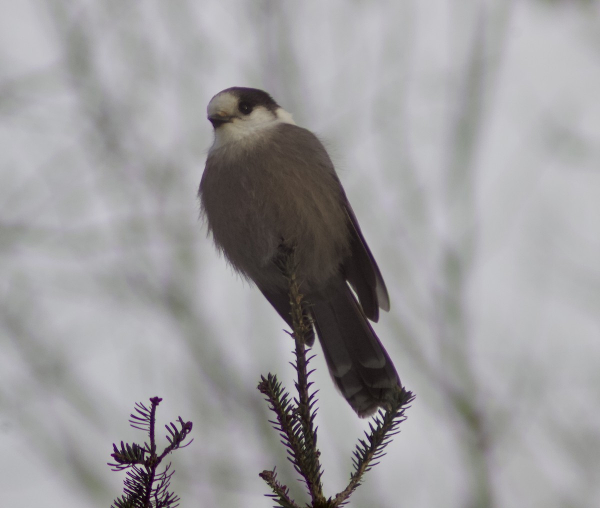 Mésangeai du Canada - ML646999404