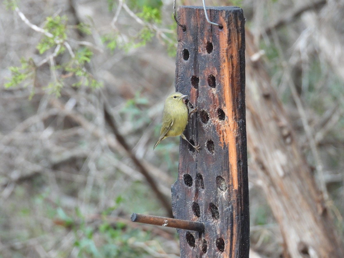 Paruline verdâtre - ML646999405