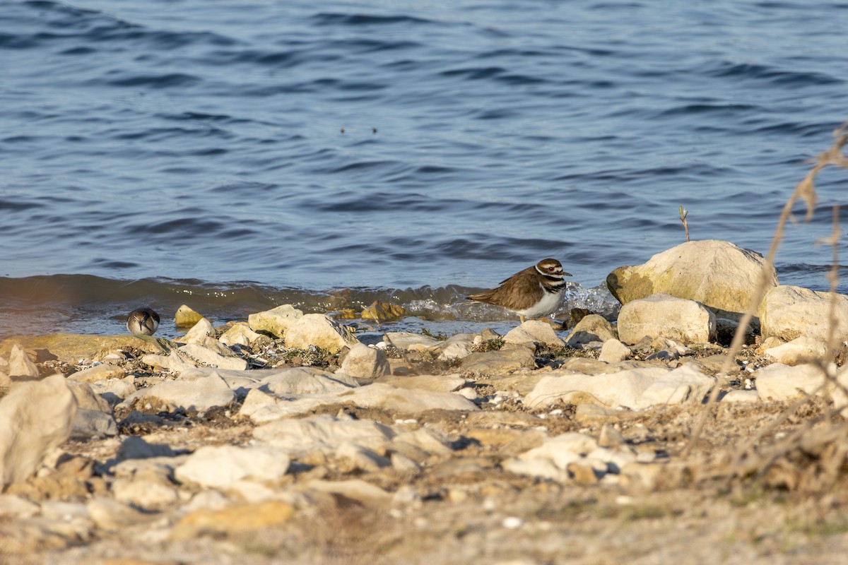 Pluvier kildir - ML646999407