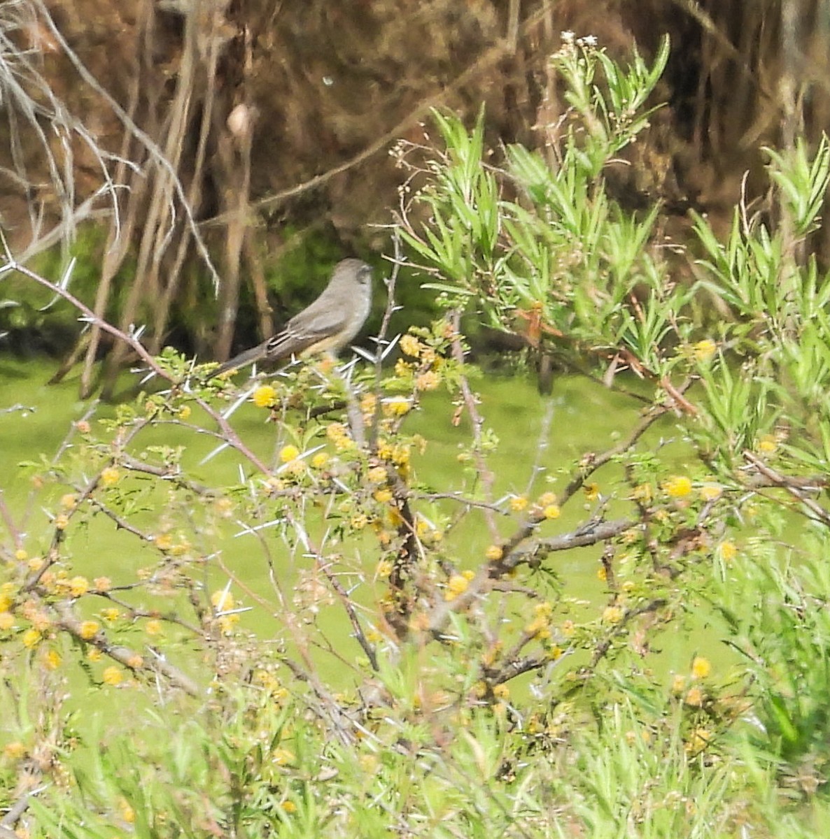 Moqueur polyglotte - ML646999408