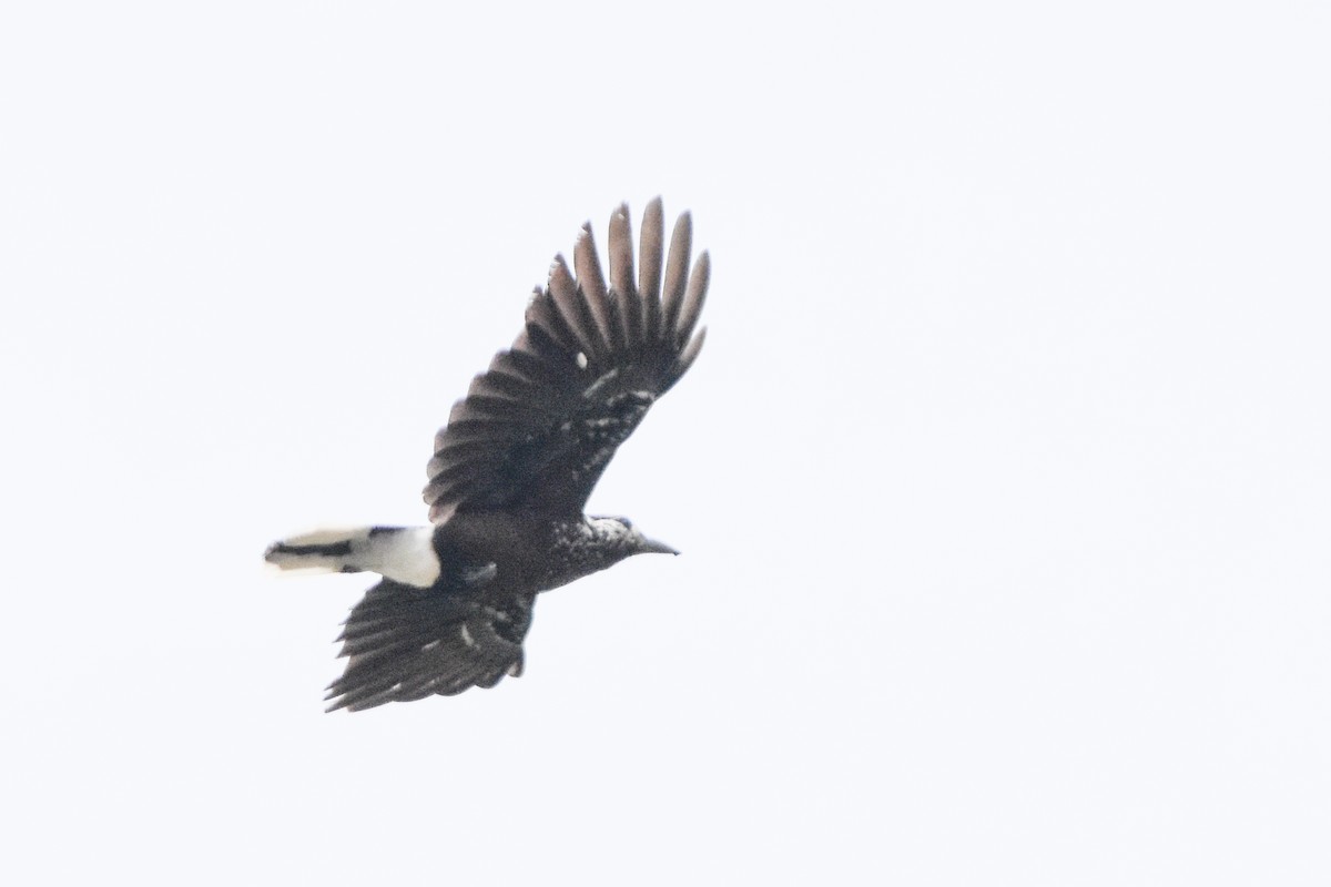 Cassenoix de Chine - ML646999409