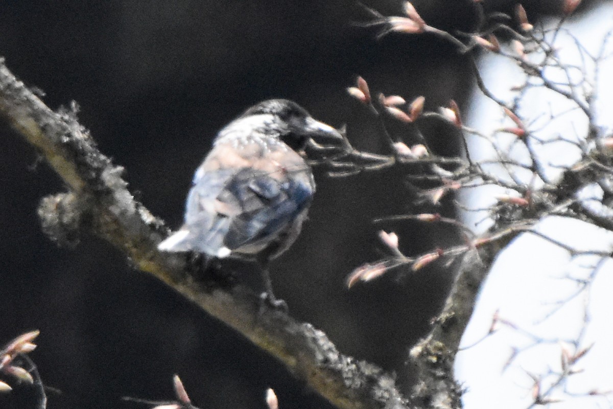 Cassenoix de Chine - ML646999410