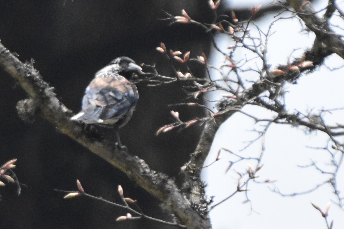 Cassenoix de Chine - ML646999411