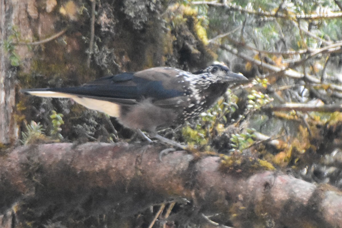 Cassenoix de Chine - ML646999412