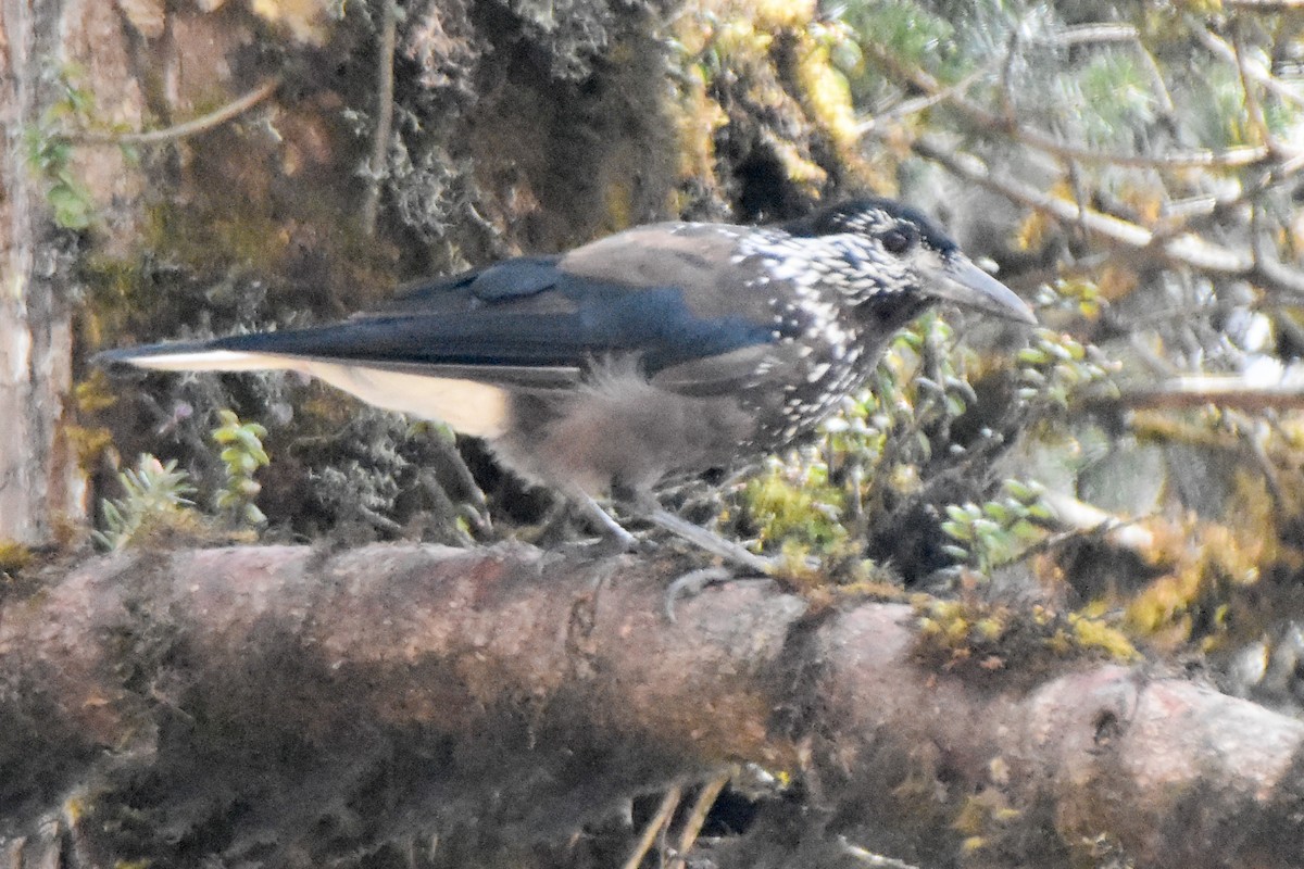 Cassenoix de Chine - ML646999413