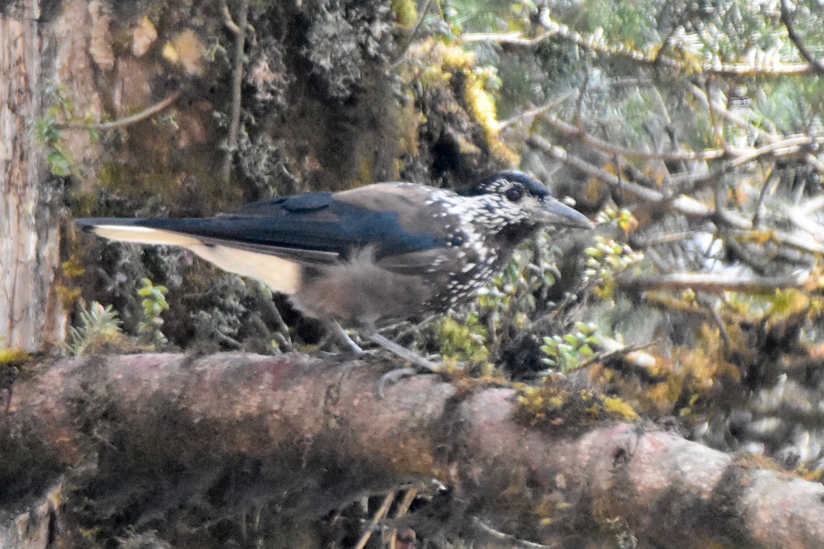 Cassenoix de Chine - ML646999414