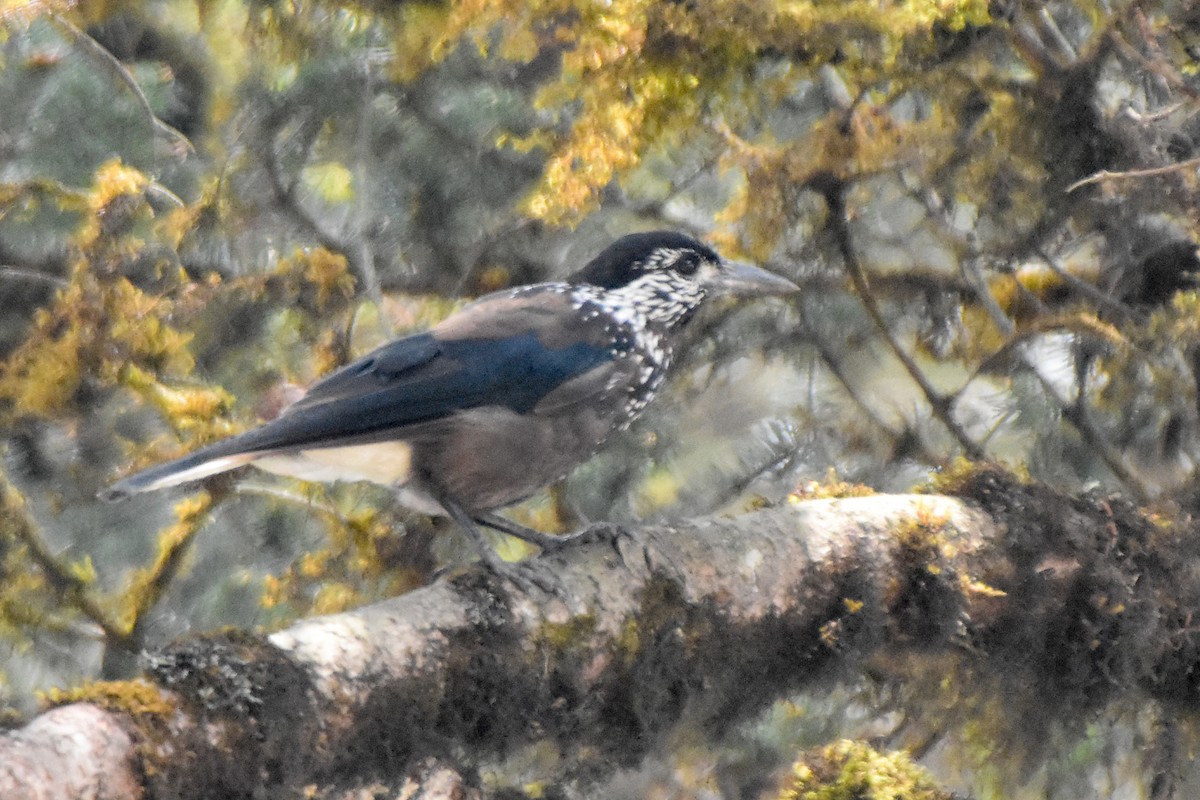 Cassenoix de Chine - ML646999415