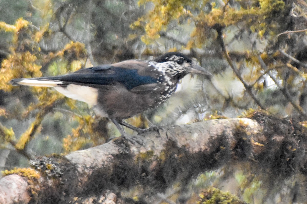 Cassenoix de Chine - ML646999416