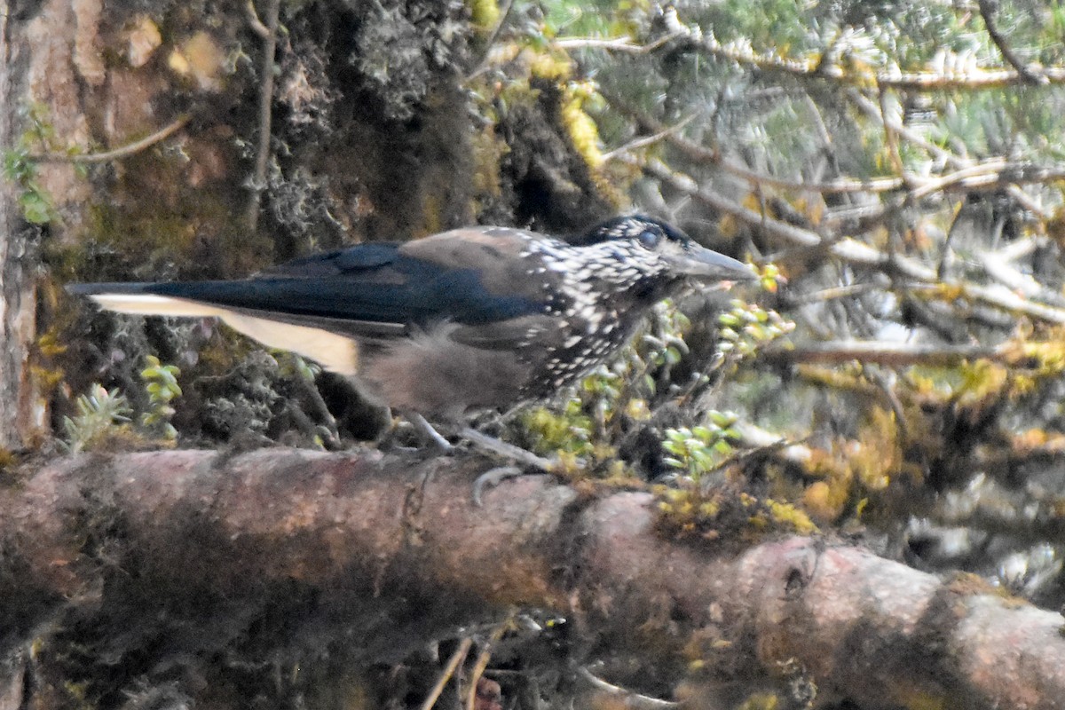 Cassenoix de Chine - ML646999417