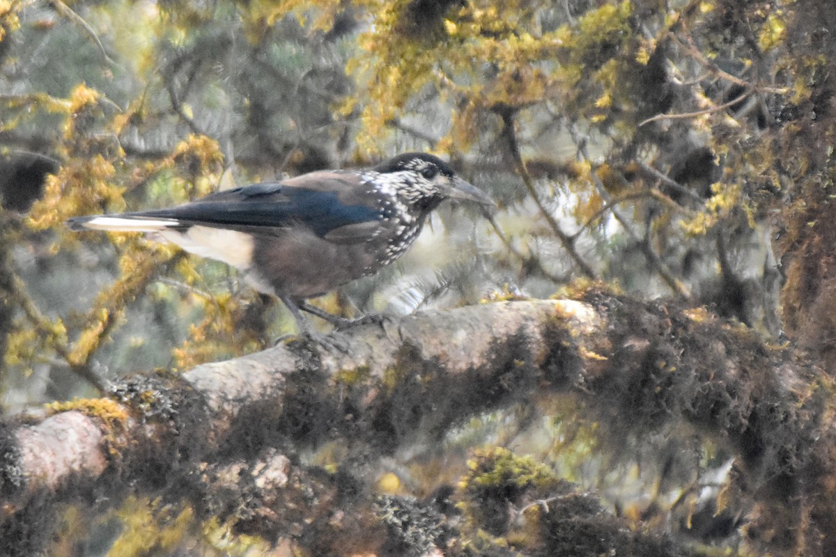 Cassenoix de Chine - ML646999423