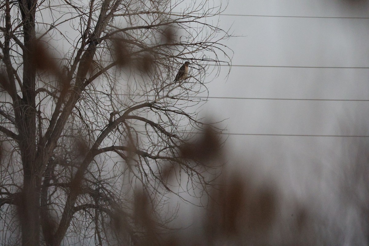 Buse à queue rousse - ML646999425