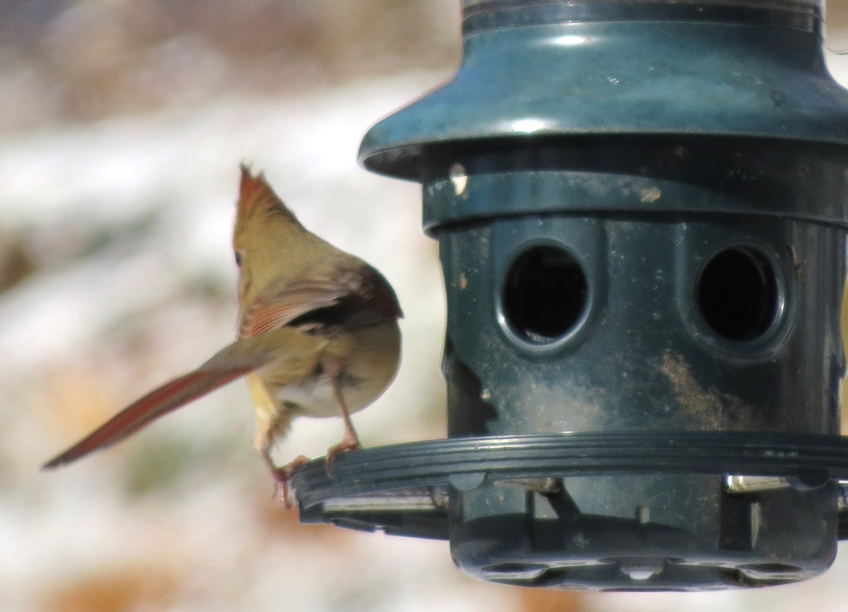 Cardinal rouge - ML646999426