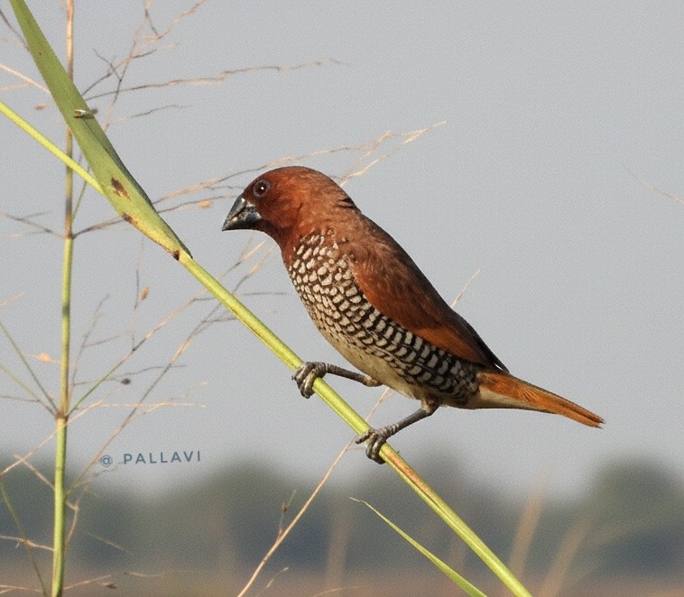Capucin damier - ML646999429