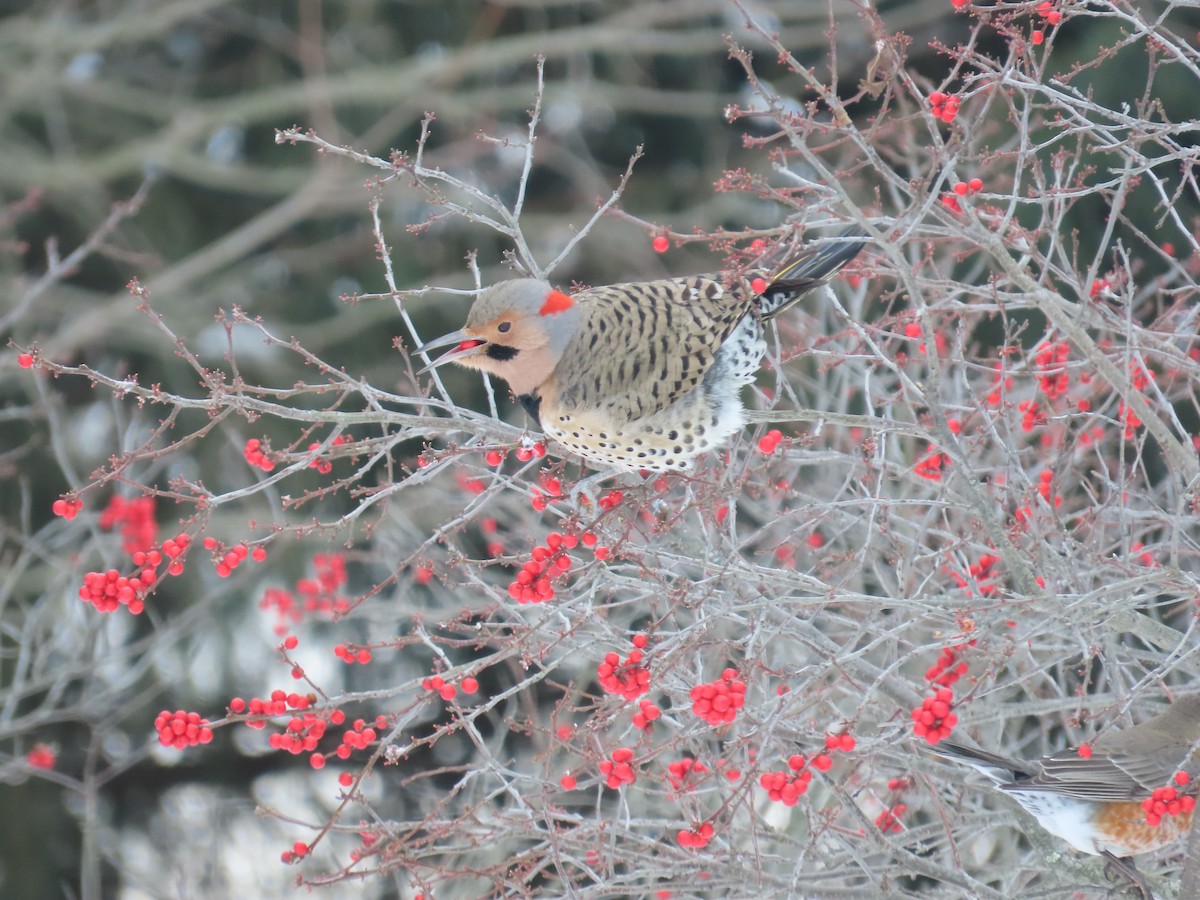 Pic flamboyant - ML646999430