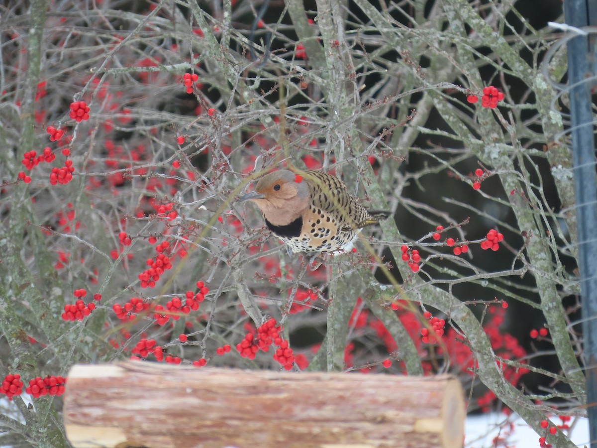 Pic flamboyant - ML646999431