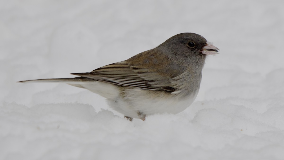 Junco ardoisé - ML646999432