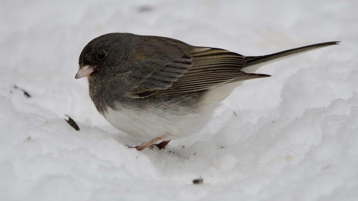Junco ardoisé - ML646999433