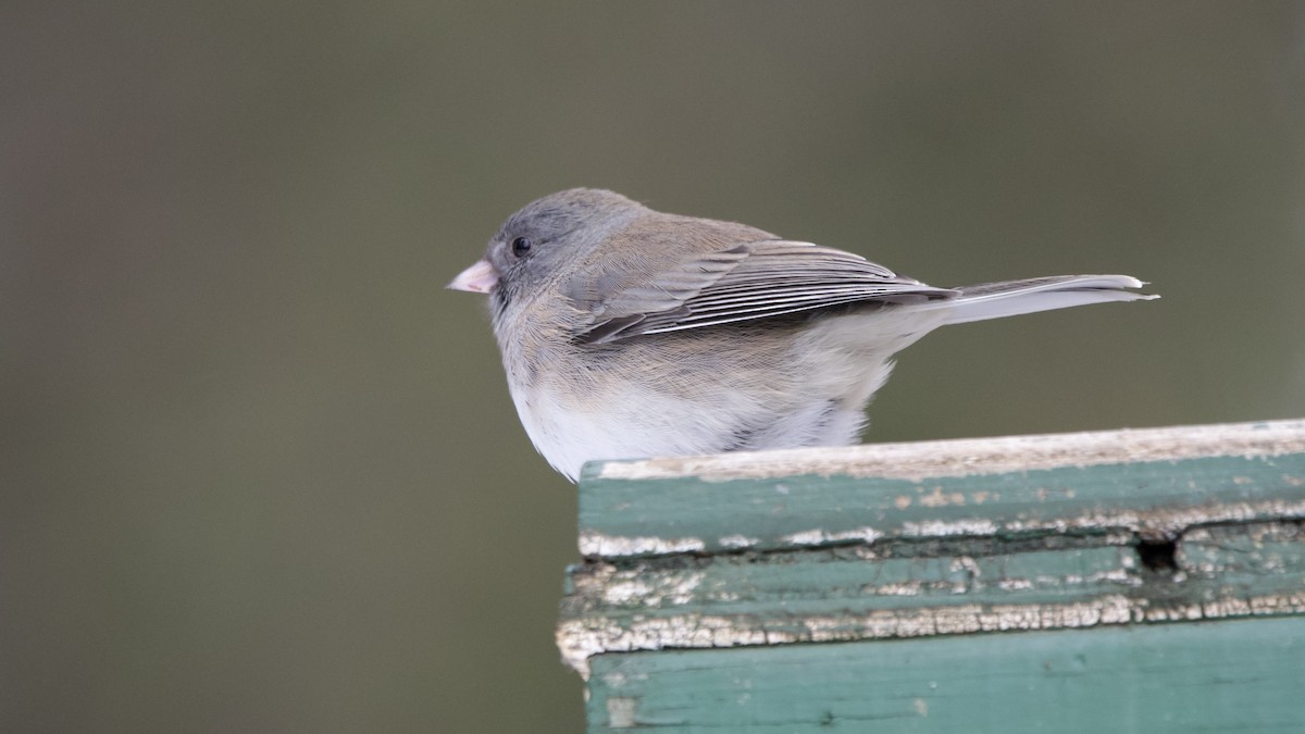 Junco ardoisé - ML646999434