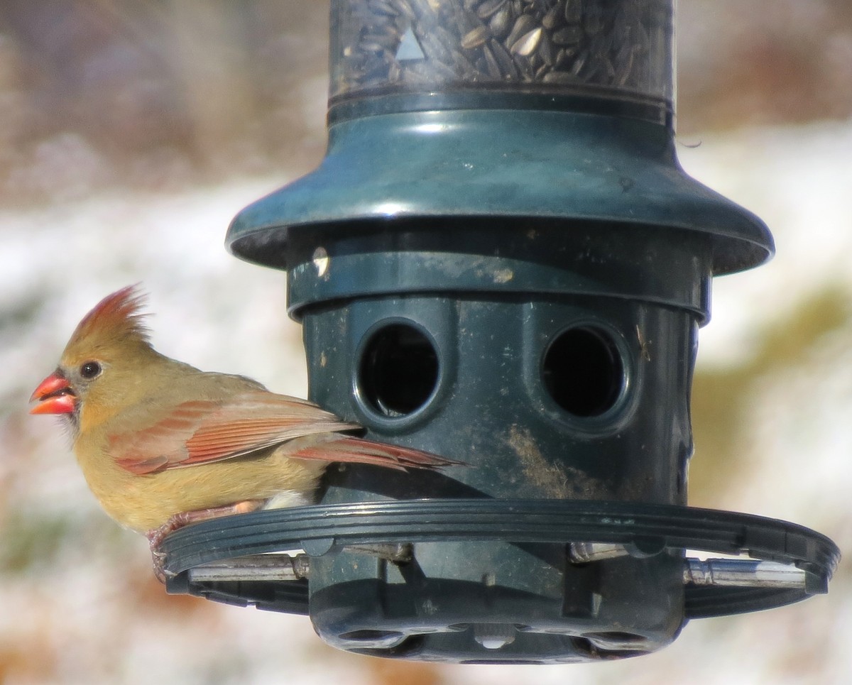 Cardinal rouge - ML646999435