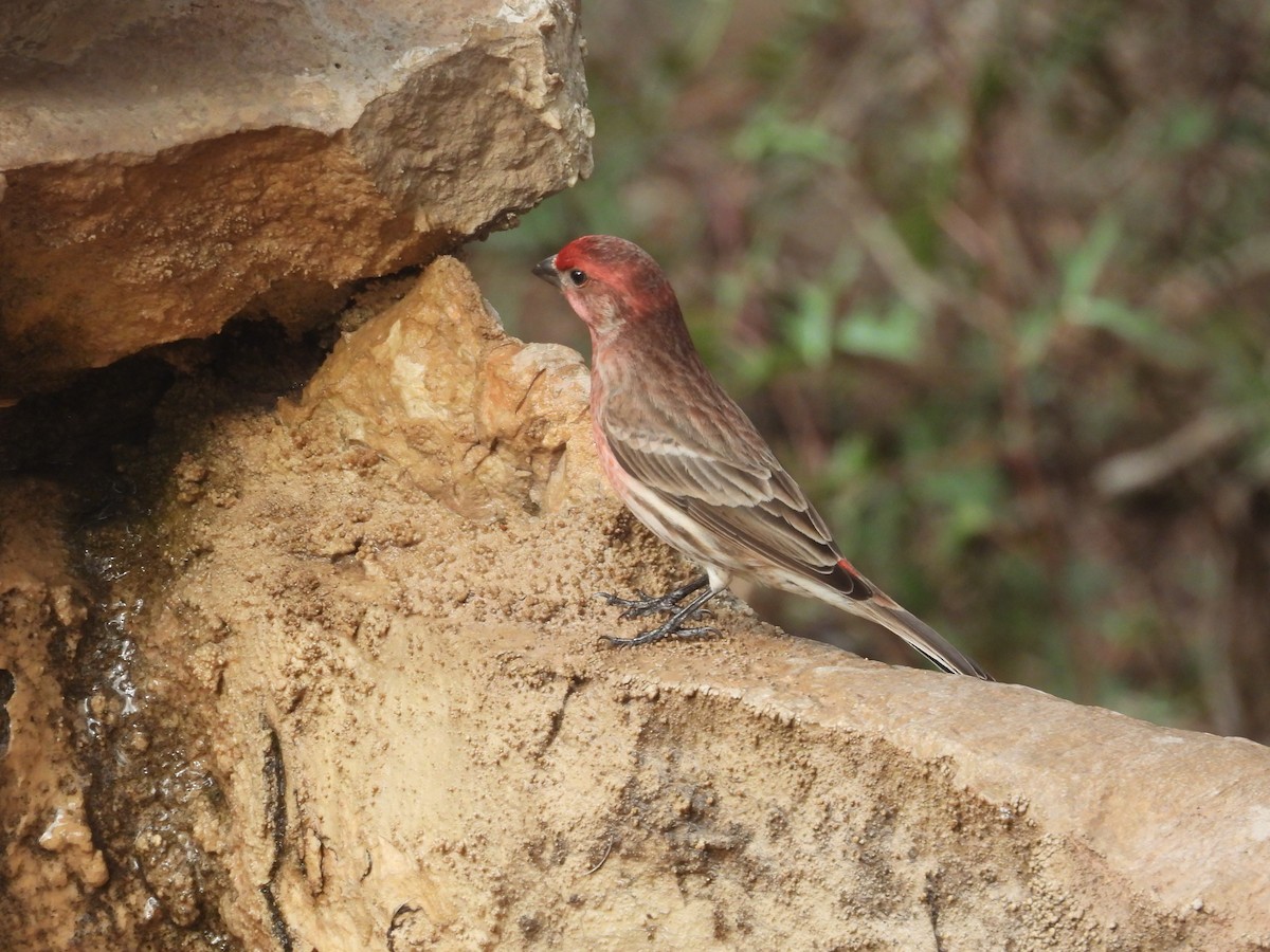 hýl rudoprsý - ML646999437